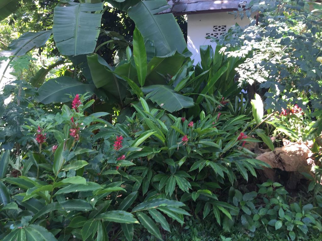 Ban Vivanh Chambres D'Hotes Luang Prabang Zewnętrze zdjęcie